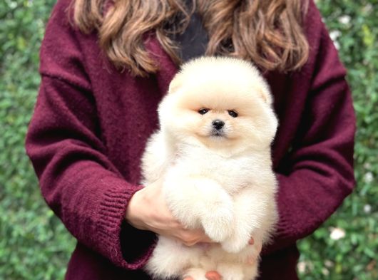 Pomerri̇an Boo Sevi̇mli̇ Yavrular