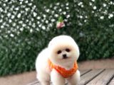 Pomerri̇an Boo Sevi̇mli̇ Yavrular