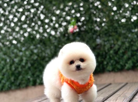 Pomerri̇an Boo Sevi̇mli̇ Yavrular görsel