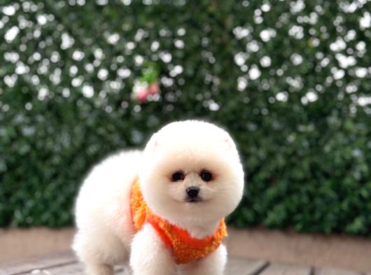 Pomerri̇an Boo Sevi̇mli̇ Yavrular görsel