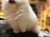 Show Calass Teddy Bear Surat Pomerani̇an Boo