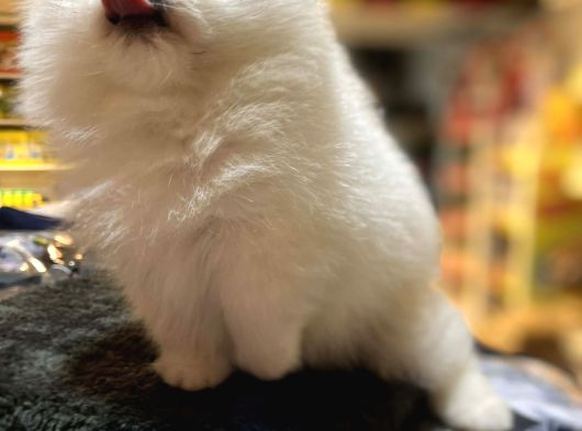 Show Calass Teddy Bear Surat Pomerani̇an Boo görsel
