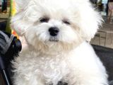 Maltese Terri̇er Ci̇nsi̇