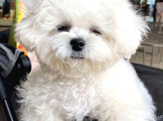 Maltese Terri̇er Ci̇nsi̇ görsel