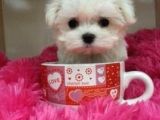 Maltese Terri̇er Ci̇nsi̇