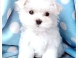 MALTESE TERRİER CİNSİ