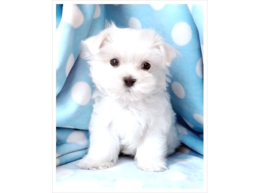 Maltese Terri̇er Ci̇nsi̇