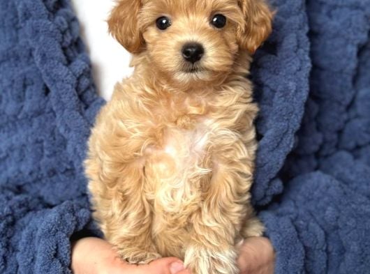 Malti̇poo Ci̇nsi̇ Yavrular Ev Üreti̇mi̇ görsel