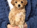 MALTİPOO CİNSİ YAVRULAR EV ÜRETİMİ