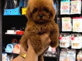 TOY POODLE SEVİMLİ YAVRULAR EV ÜRETİMİ