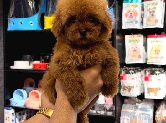 Toy Poodle Sevi̇mli̇ Yavrular Ev Üreti̇mi̇
