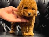 Toy Poodle Sevi̇mli̇ Yavrular Ev Üreti̇mi̇