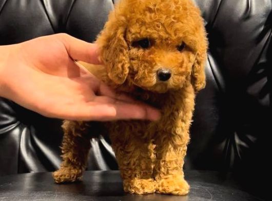 Toy Poodle Sevi̇mli̇ Yavrular Ev Üreti̇mi̇ görsel