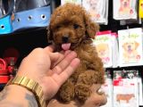 Toy Poodle Sevi̇mli̇ Yavrular Ev Üreti̇mi̇