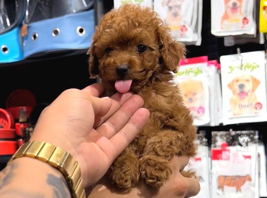 Toy Poodle Sevi̇mli̇ Yavrular Ev Üreti̇mi̇ görsel