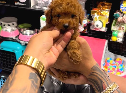 Toy Poodle Sevi̇mli̇ Yavrular Ev Üreti̇mi̇ görsel