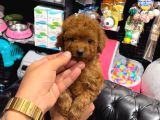 TOY POODLE SEVİMLİ YAVRULAR EV ÜRETİMİ