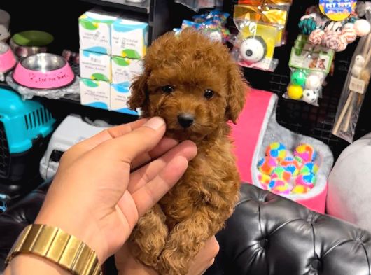 Toy Poodle Sevi̇mli̇ Yavrular Ev Üreti̇mi̇