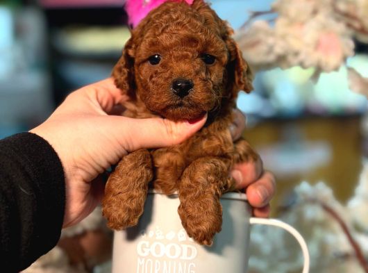 Toy Poodle Sevi̇mli̇ Yavrular Ev Üreti̇mi̇ görsel