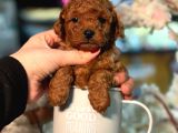 Toy Poodle Sevi̇mli̇ Yavrular Ev Üreti̇mi̇