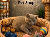 Mükemmel A Kalite British Shorthair Yavrularımız