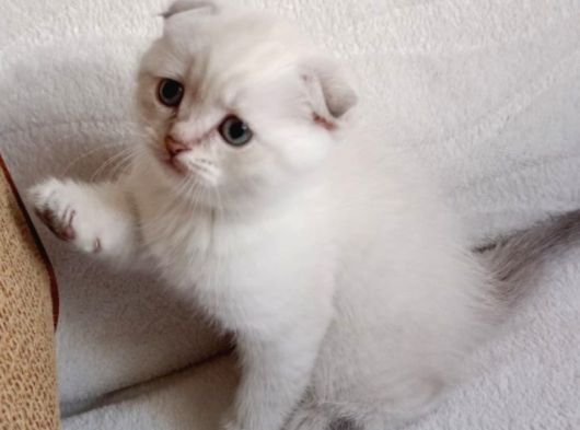 Top Surat Ponçik Teslime Hazır