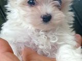 Kore Maltese