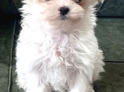 Kore Maltese görsel