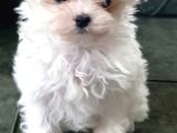 Kore Maltese
