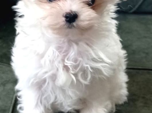 Kore Maltese görsel