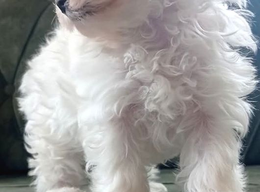 Kore Maltese görsel