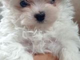 Kore Maltese