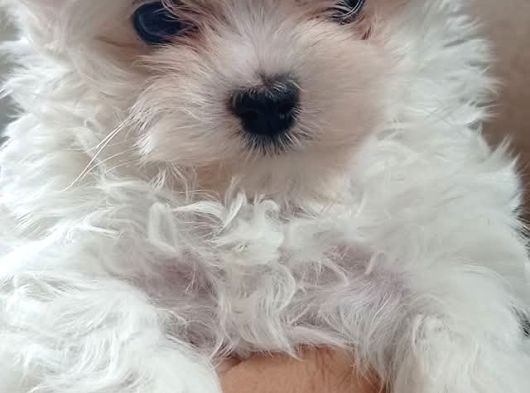 Kore Maltese görsel