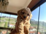 Toy Poodle Yavrularımız Yeni Sahiplerini Arıyor