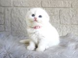 Muhteşem Scottish Fold Beyaz Yavrular Dişi
