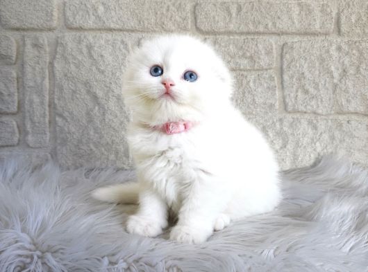 Muhteşem Scottish Fold Beyaz Yavrular Dişi