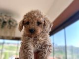 Toy Poodle Yavrularımız Yeni Sahiplerini Arıyor