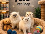 Tüm Güzellikler Bir Arada  Scottish Fold British Shorthair