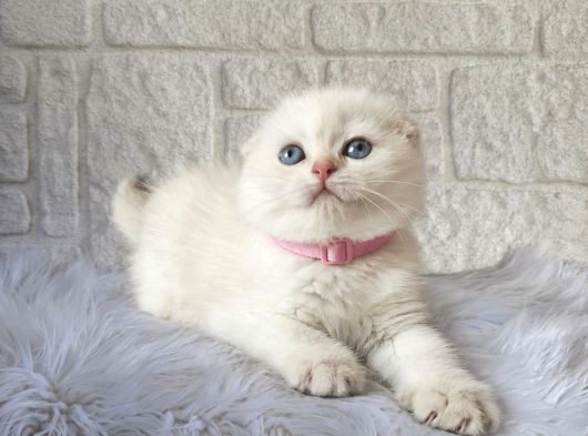 Muhteşem Scottish Fold Beyaz Yavrular Dişi görsel