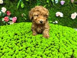 Red Renk Toy Poodle Bebekler