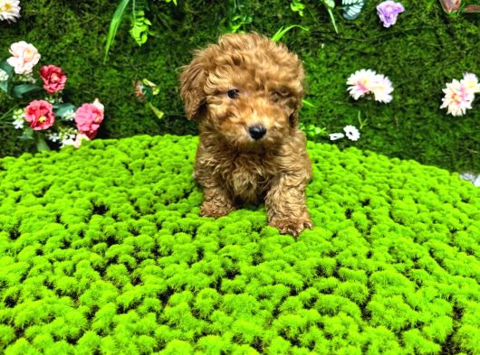 Red Renk Toy Poodle Bebekler görsel