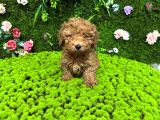 Red renk toy poodle bebekler