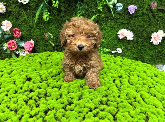 Red Renk Toy Poodle Bebekler
