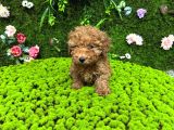 Red Renk Toy Poodle Bebekler
