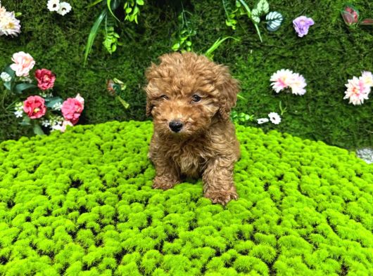 Red Renk Toy Poodle Bebekler görsel
