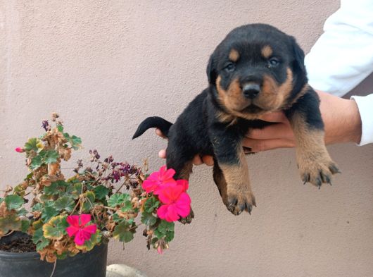 Muhteşem ötesi rottweiler yavrularımız
