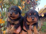 Muhteşem Ötesi Rottweiler Yavrularımız