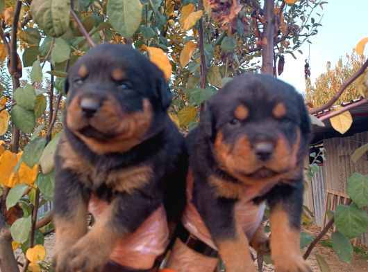 Muhteşem Ötesi Rottweiler Yavrularımız görsel