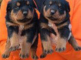 Muhteşem Ötesi Rottweiler Yavrularımız