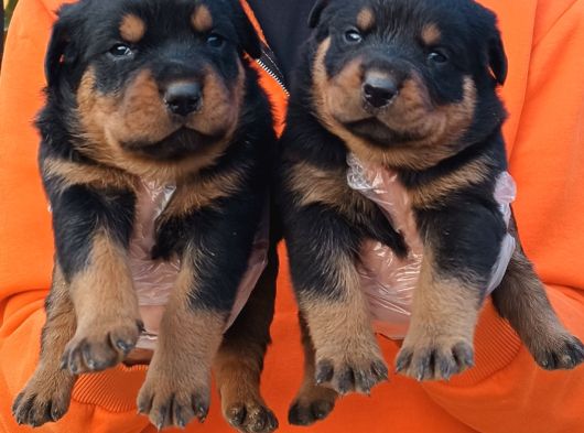 Muhteşem Ötesi Rottweiler Yavrularımız görsel